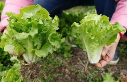 <b>夏天高温对露天生菜种植有哪些影响，怎么处理？</b>