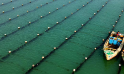 <strong>海带如何进行种植，有哪些注意事项？</strong>