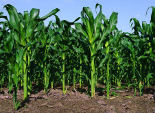 玉米地如何改善土壤的保水能力？