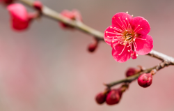 <strong>梅花小苗移栽需要注意哪些因素，移栽时机一般什么时候？</strong>