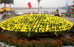 <strong> 大立菊如何保证花色纯正，需要如何控制光照?</strong>