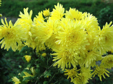 <strong>菊花在冬天可以在室外越冬吗，有哪些注意事项?</strong>