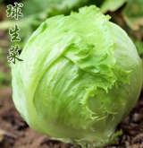 <strong>半结球生菜---耐抽薹生菜</strong>