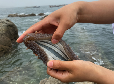 <strong>海参在捕捞之后应该怎么处理才能使用？</strong>