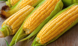 玉米如何进行干燥处理方便贮存?