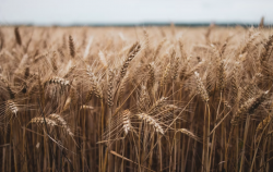 <b>小麦成熟季节雨水频发对于收割和小麦质量有哪些影响?</b>
