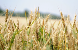 <b>小麦贮存前如何进行干燥，如何防止发霉？</b>