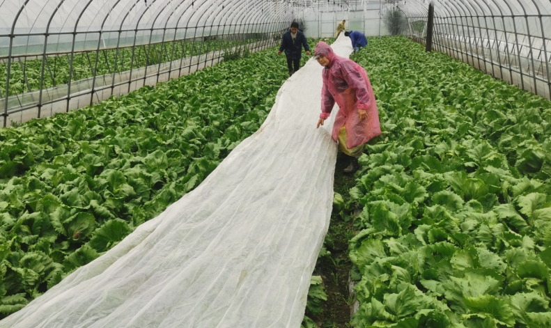 结球生菜在大棚种植好还是露天种植更好？