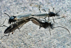 <strong>蠓虫会吸血吗，对于鸡舍应该如何防护？</strong>