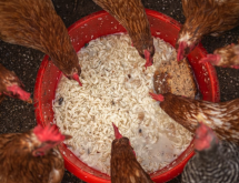 <strong>厨余食物可以喂鸡吗，有哪些需要注意的？</strong>