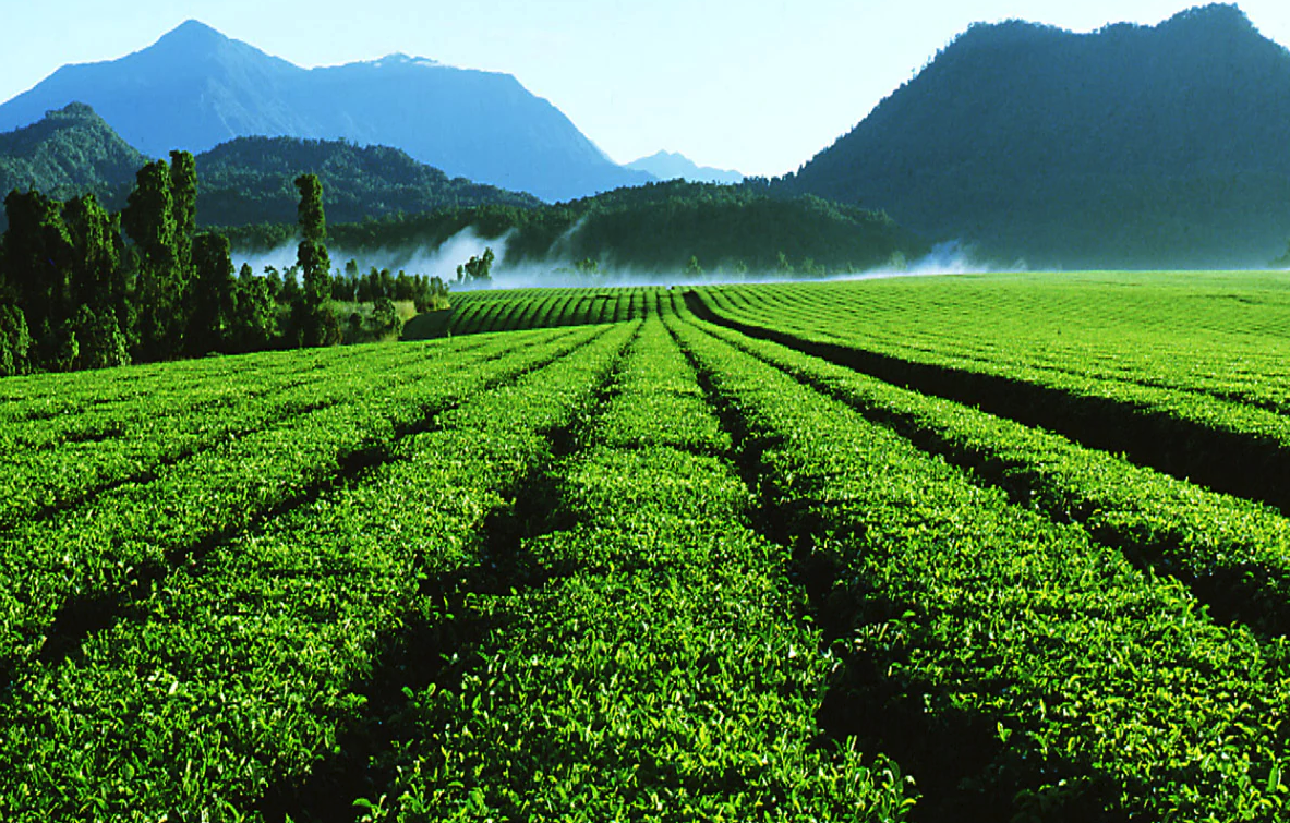 酸性土壤对于茶树种植有哪些好处？