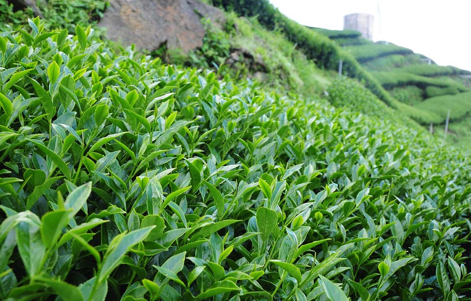 乌龙茶茶树种植对土壤和海拔有什么要求？