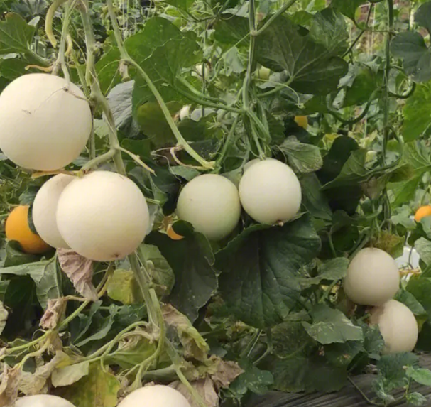 甜瓜生长到什么时候进行追施肥料合适?
