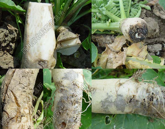 萝卜种植过程中怎样防止软腐病?
