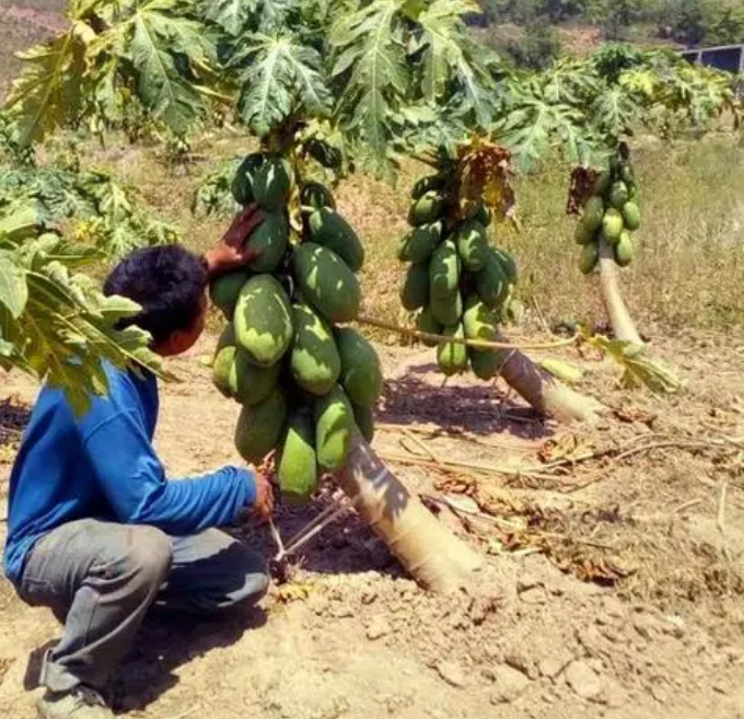 科学栽培木瓜有方法