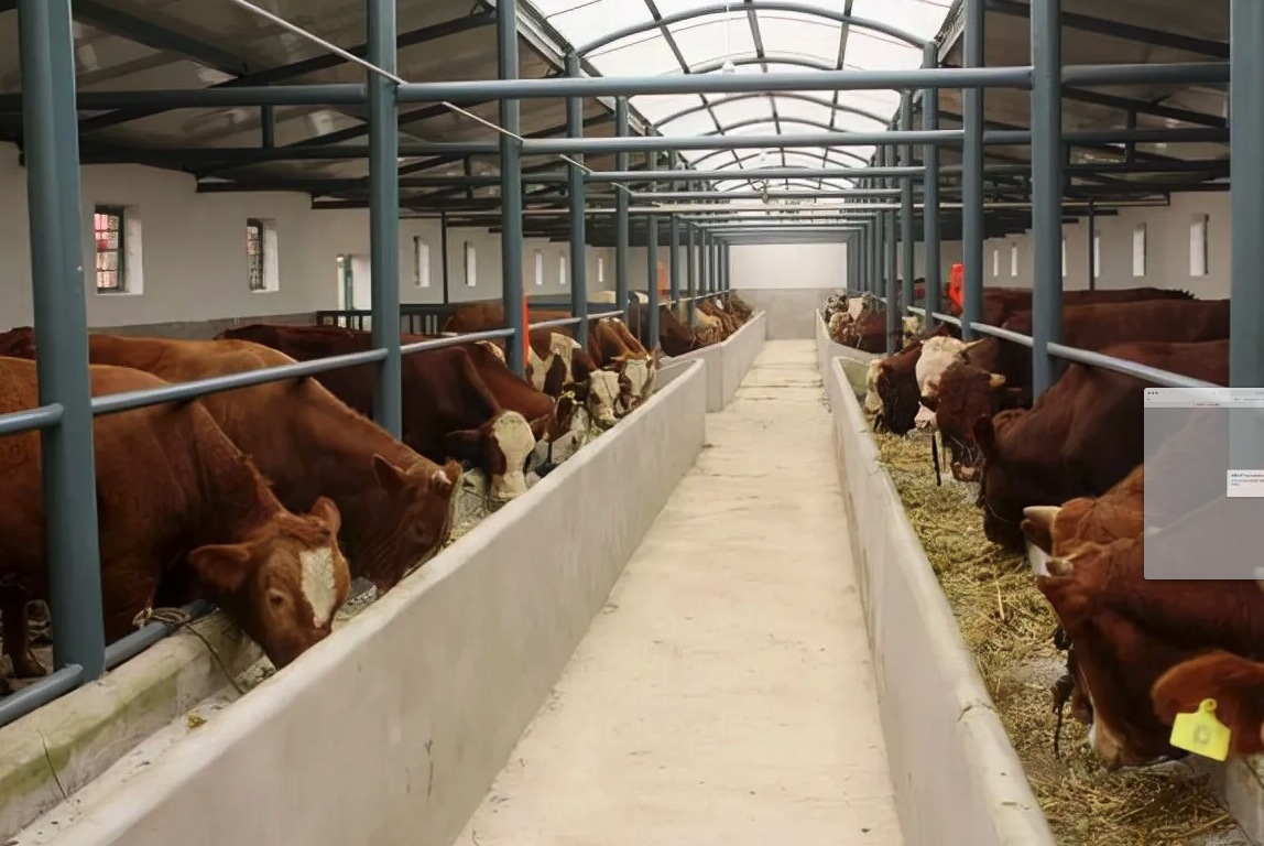 牛饲料中可以加入甲状腺素吗，有什么好处?