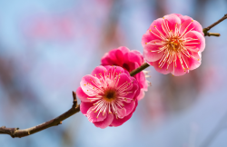 <strong>梅花感染褐斑穿孔病可以用多菌灵治疗吗，有哪些方法？</strong>
