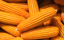<b>玉米在干旱情况下对同工酶有哪些影响？</b>
