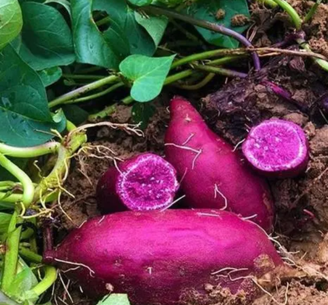 紫薯对成长环境的要求有哪些？