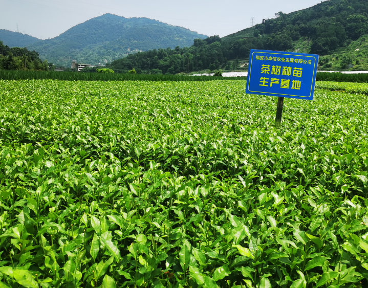 无性系茶叶栽培技术方法