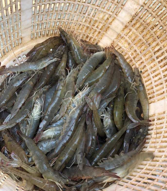 虾的品种有哪些?常见的有哪几种?