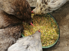 <strong>饲料中的盐含量比较高对鸡有哪些影响，会食盐中毒吗？</strong>