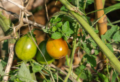 <strong>植宝素是什么肥料，可以施用于番茄吗？</strong>