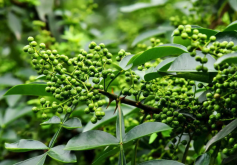 四川花椒主要是山地种植吗，对于土壤和光照有哪些要求？