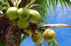 椰子有哪些营养价值，生长周期需要多久？
