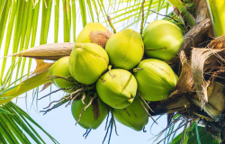 <b>椰子可以用来制酒吗，都有哪些方法？</b>