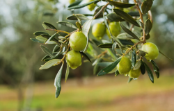 橄榄是如何榨油的，有哪些方法？
