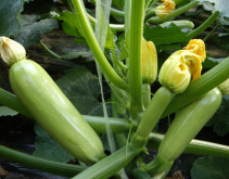 <strong>秋冬西葫芦高产技术方法</strong>
