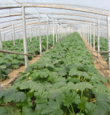 <strong>冬春茬日光温室西葫芦栽培定植以后的管理</strong>