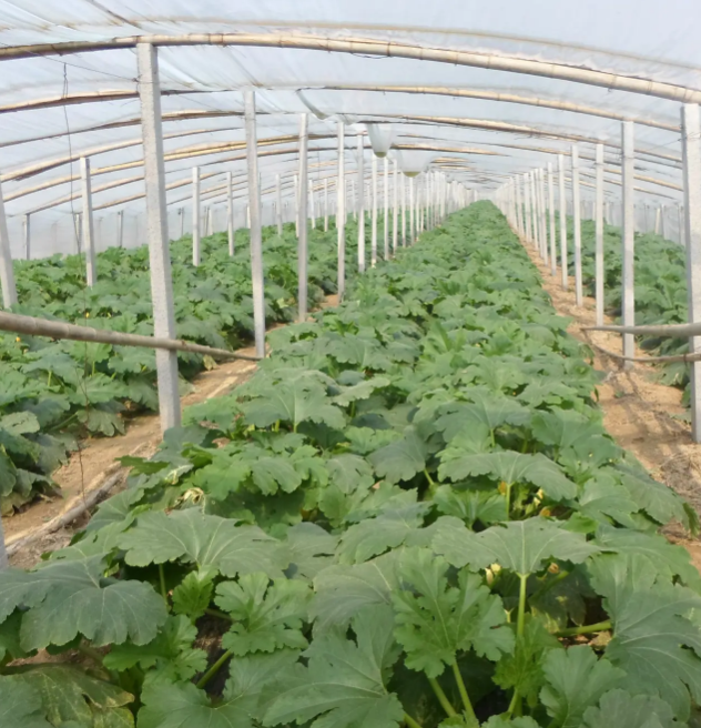 冬春茬日光温室西葫芦栽培定植以后的管理