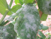 <strong>荷兰豆白粉病的药剂治疗方法</strong>