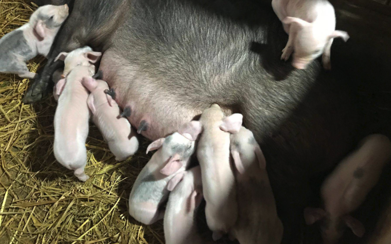 母猪带仔的时期对饲料有哪些要求，如何补充营养和产奶量?