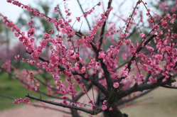 <strong>梅花发生根腐，大量落黄叶是什么原因，如何防治?</strong>