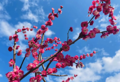 <strong>梅花对土壤和光照有哪些要求，过度潮湿有哪些危害?</strong>