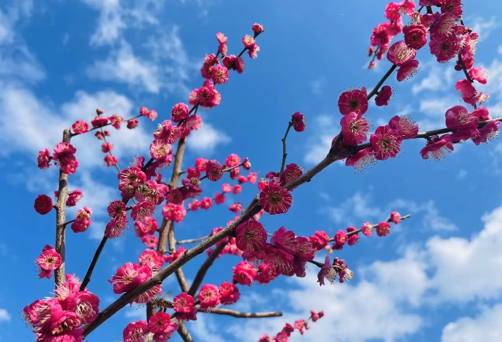 梅花对土壤和光照有哪些要求，过度潮湿有哪些危害?