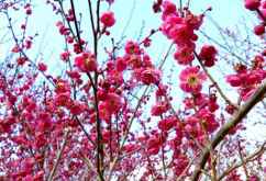 <strong>梅花有哪些生态习性，为什么需要低温刺激?</strong>