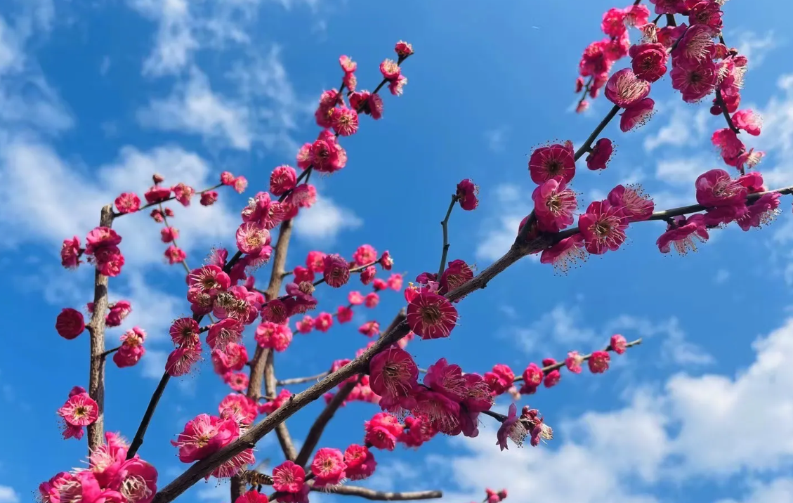 朱砂梅如何防病和防虫，有哪些解决方法？