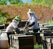 <strong>人工养蜂重在繁育管理方法</strong>
