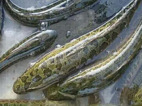 养殖周期短利润高的有哪些?