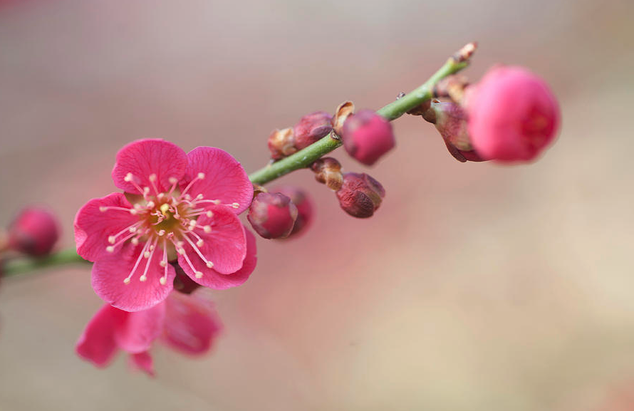 龙游梅如何进行种植，什么时候种植最好?