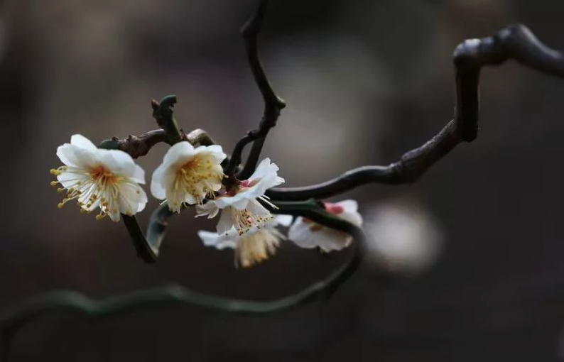 龙游梅的嫁接方法和嫁接时机介绍?