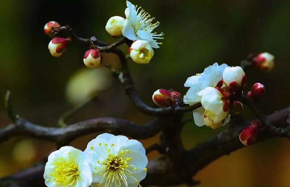 龙游梅对温度和土壤有什么要求，花期在什么时候?