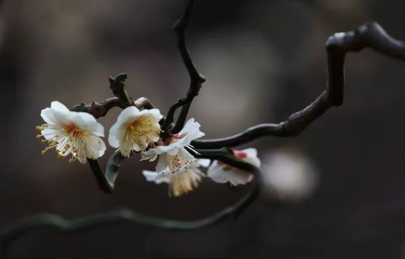 龙游梅对温度和土壤有什么要求，花期在什么时候?