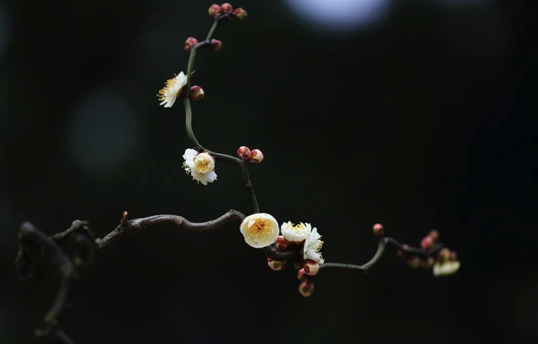 龙游梅有什么形态特点，有什么花语?