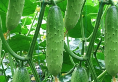 <strong>黄瓜在大棚种植和在露天种植有哪些区别，各有什么特点？</strong>