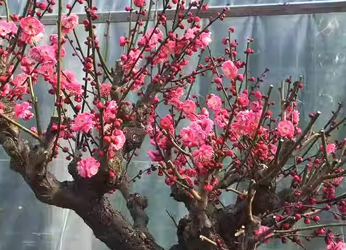 盆栽梅花的肥料可以用豆饼和菜籽饼吗?